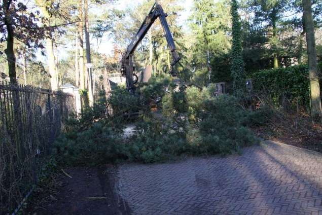 rooien van een pinus nigra zwarte den in Vught afvoeren van takken en dikhout